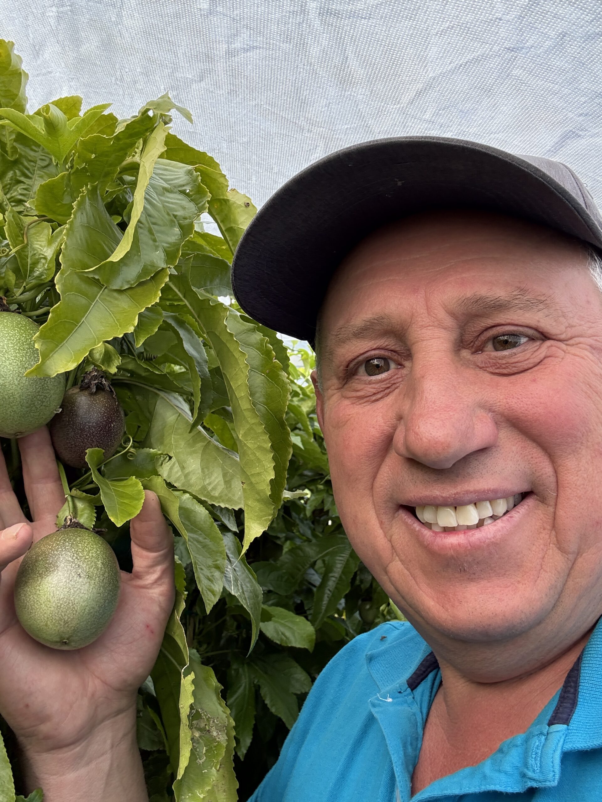 Passion Fruit plant - Image 2