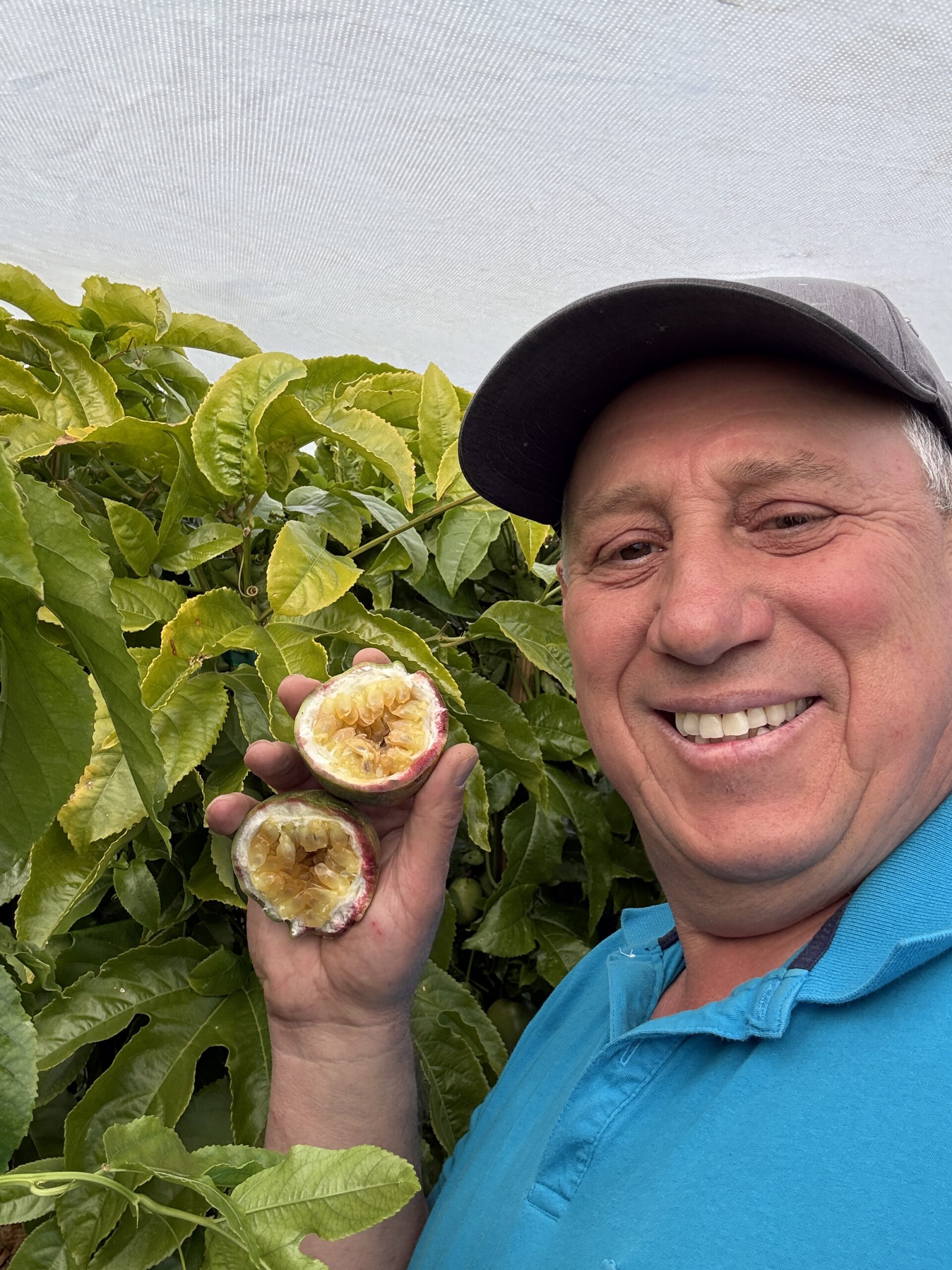 Passion Fruit plant - Image 3