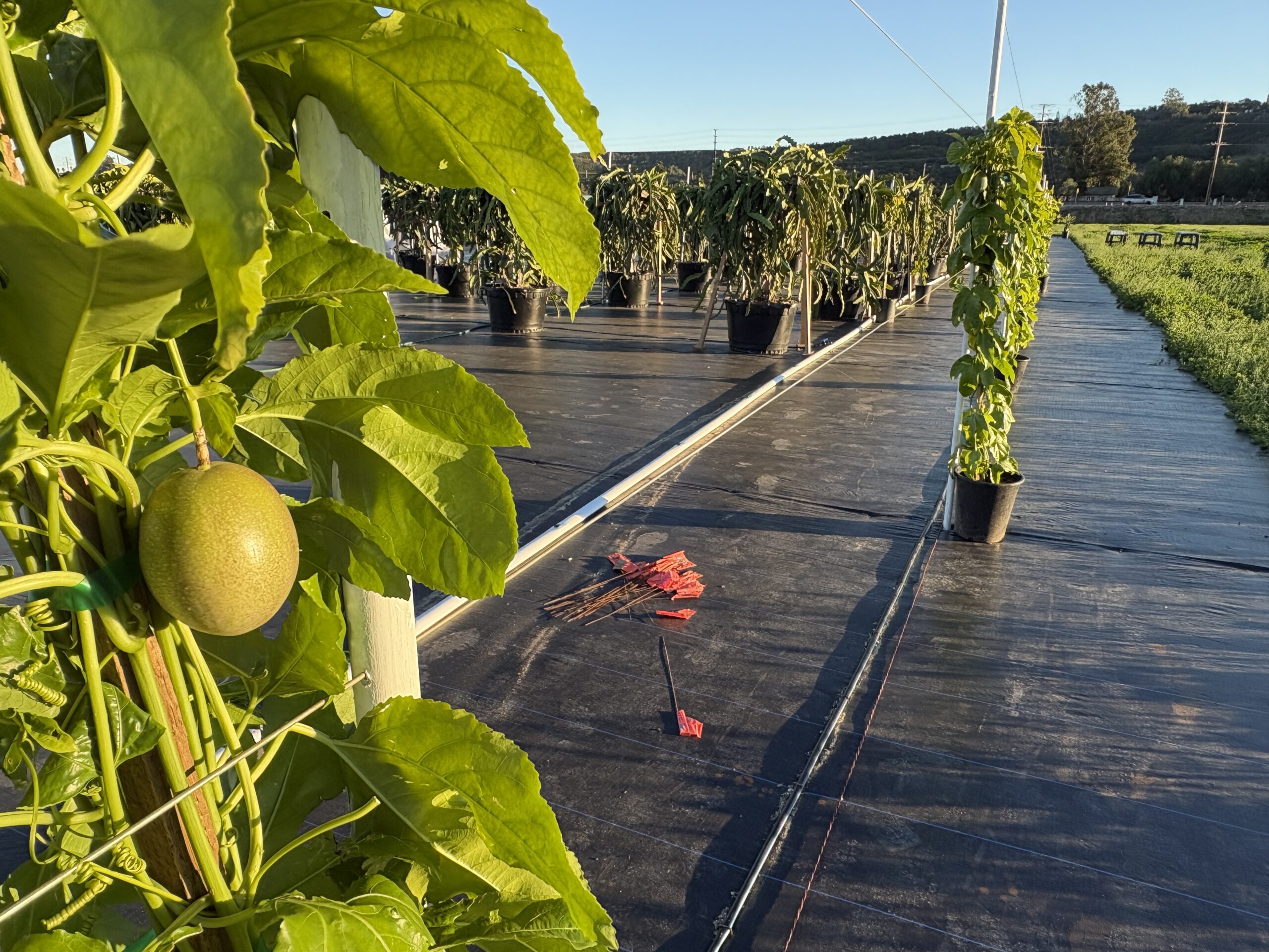 Passion Fruit plant - Image 4