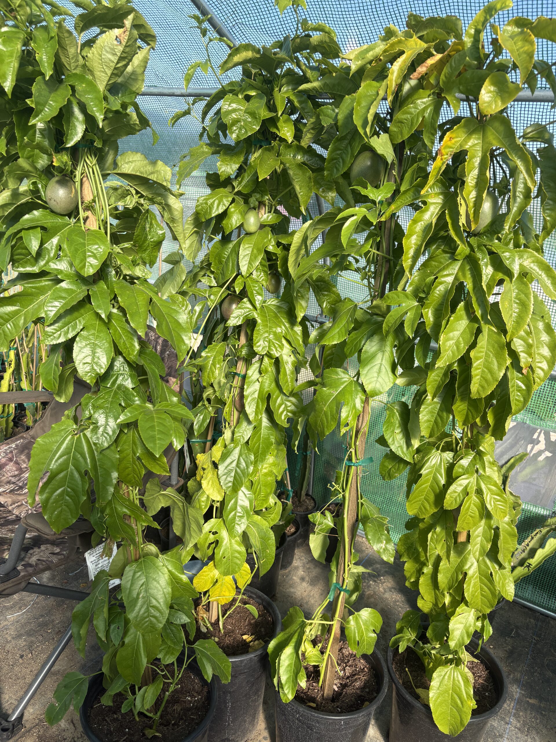 Passion Fruit plant - Image 6