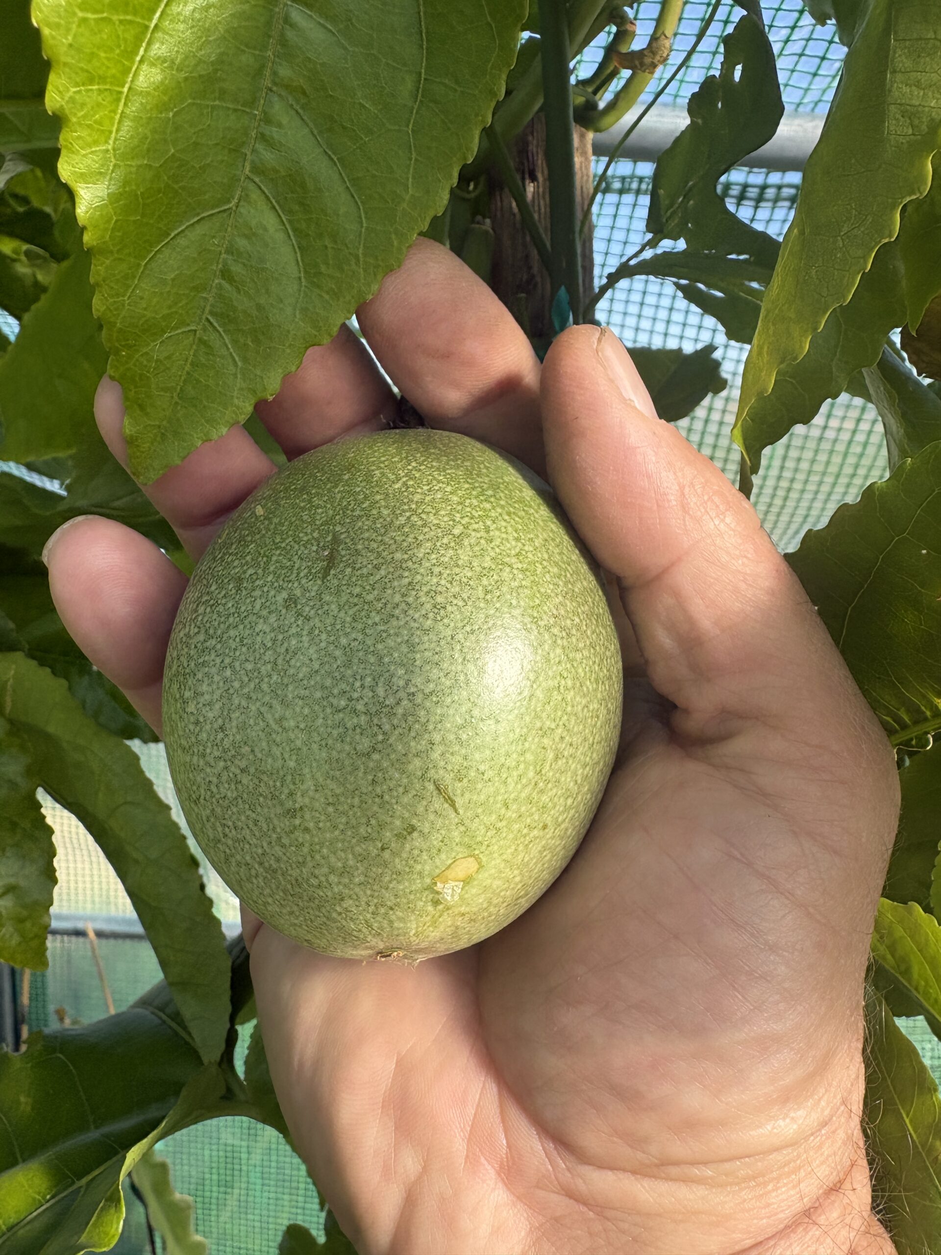 Passion Fruit plant - Image 7