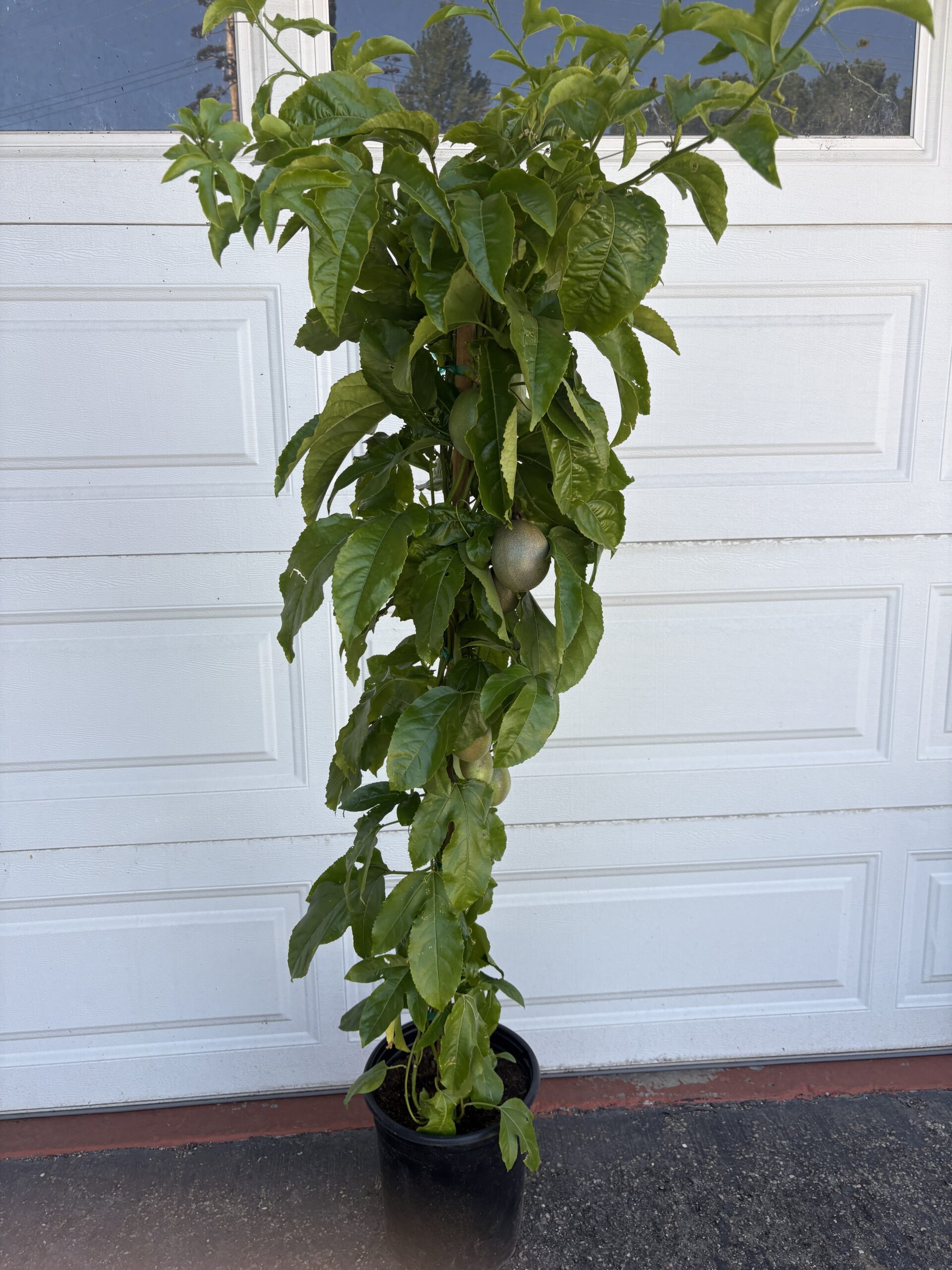 Passion Fruit plant - Image 9