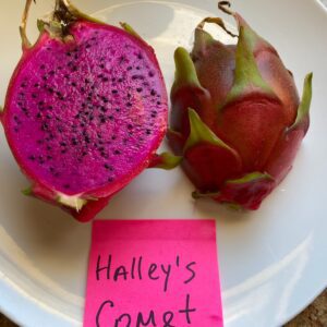 Haley's Comet