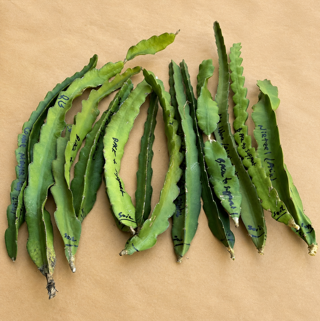 Rooted dragon fruit plant