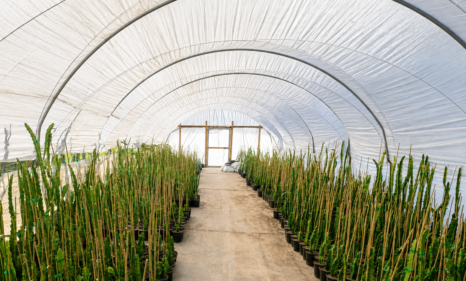 Rooted dragon fruit plants in a propagation greenhouse