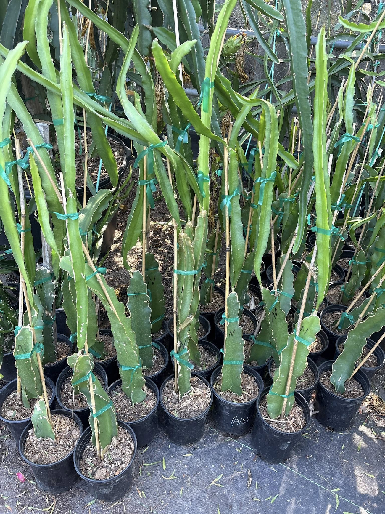 Five clean dragon fruit cuttings