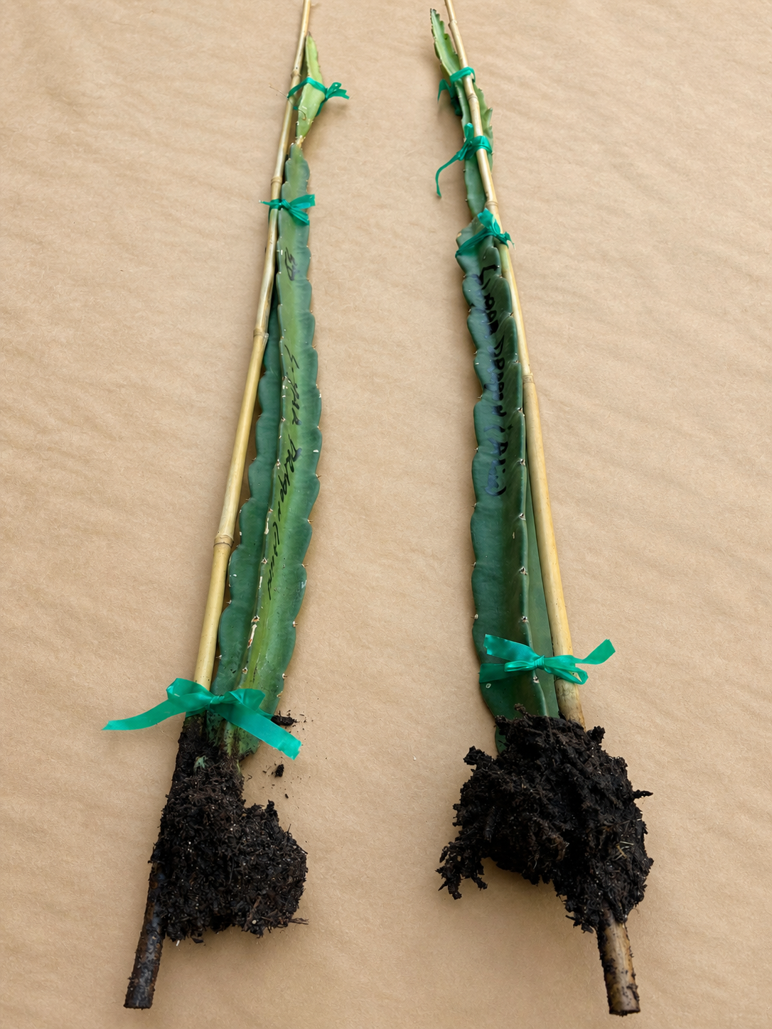 Dragon fruit cuttings lineup
