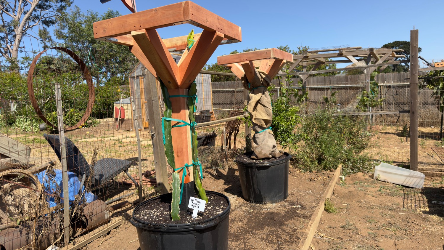 Customer dragon fruit trellis with protective cover