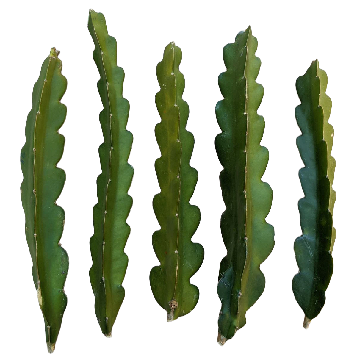 Dragon fruit cuttings for farms