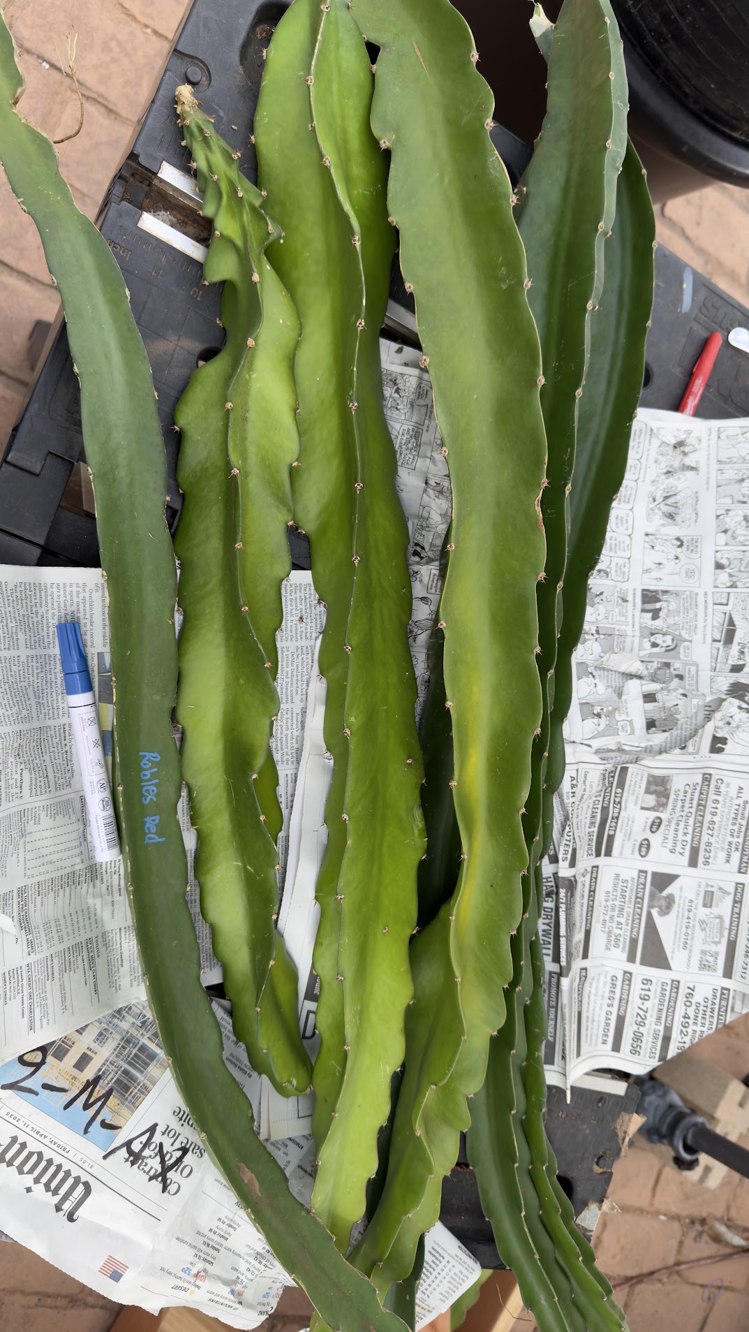 Robles Red dragon fruit cuttings