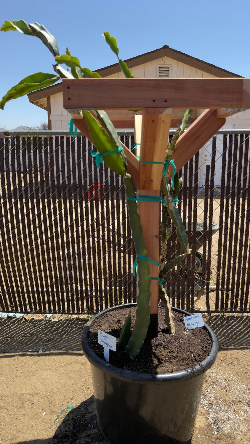 Dragon fruit trellis hero angle