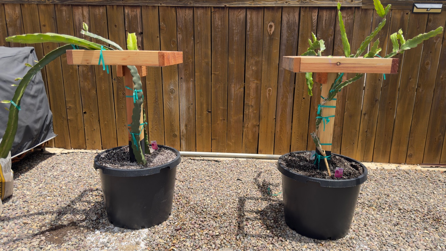 Paired T-form trellises ready for growth