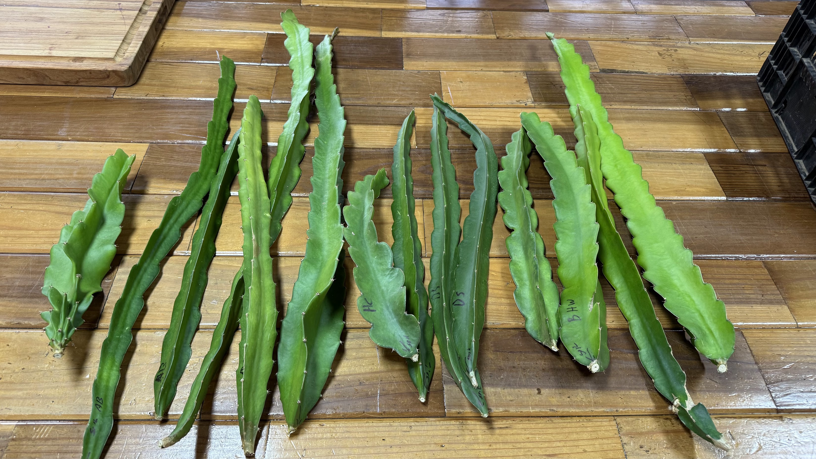 Labeled dragon fruit cutting varieties